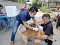ฉีดวัคซีนป้องกันโรคพิษสุนัขบ้าฯ Image 1