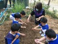 โครงการหนูน้อยรักผัก ศูนย์พัฒนาเด็กเล็กเทศบาลตำบลบ้านใหม่ Image 3
