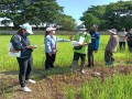 ลงพื้นที่ตรวจสอบข้อเท็จจริงกรณีเกิดการระบาดของโรคพืชในนาข้าวของเกษตรกร ... Image 3