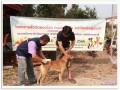 โครงการสัตว์ปลอดโรค คนปลอดภัย จากโรคพิษสุนัขบ้าฯ2566 Image 2