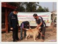 โครงการสัตว์ปลอดโรค คนปลอดภัย จากโรคพิษสุนัขบ้าฯ2566 Image 11